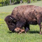 Bisons Nachwuchs