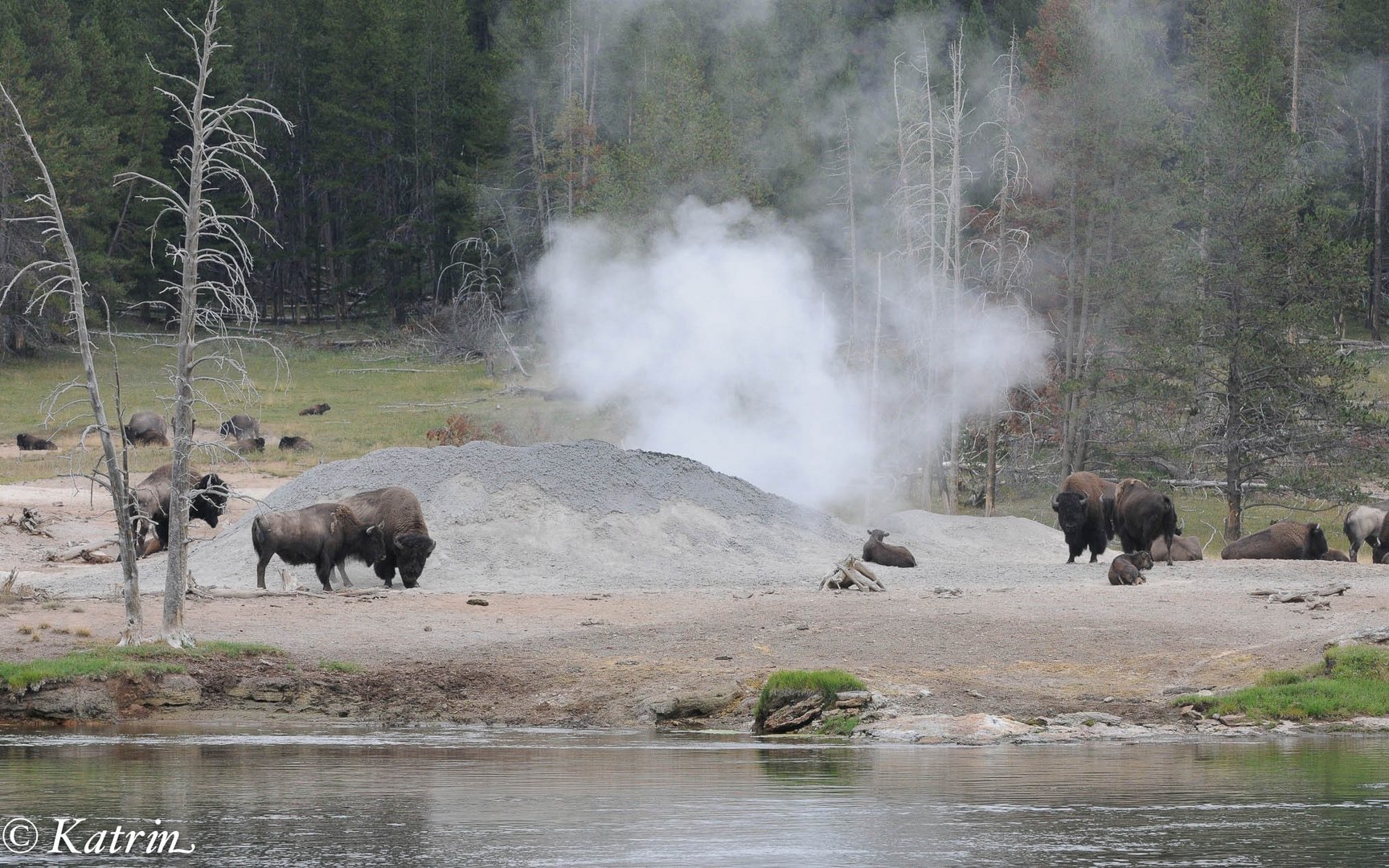 Bisons vor dem Geysir