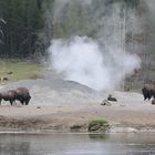 Bisons vor dem Geysir