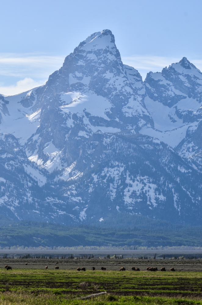 Bisons vor Grand Teton