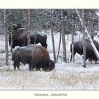 Bisons´s im Yellowstone NP...