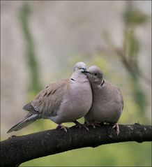 Bisous bisous c'est le Printemps ...