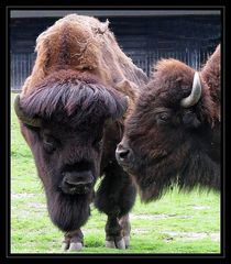 bisous de bisons !