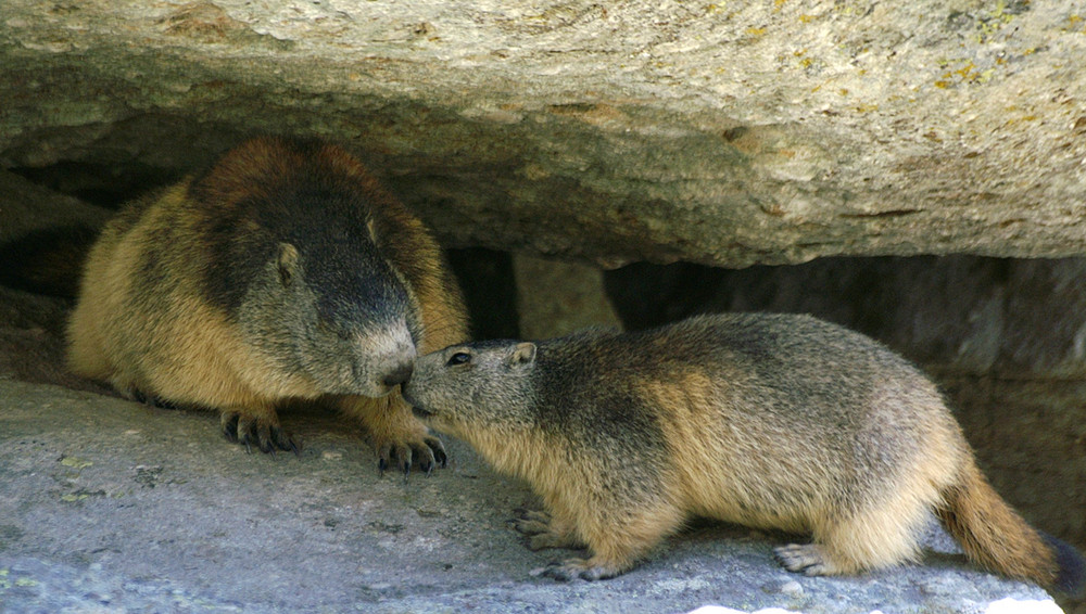 Bisous de marmottes