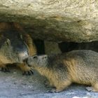 Bisous de marmottes