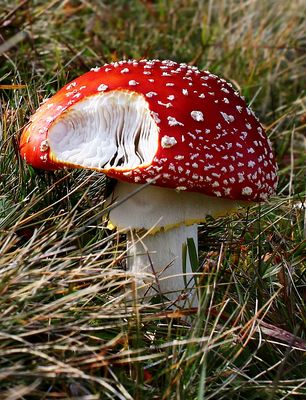 Bisschen abgefressen