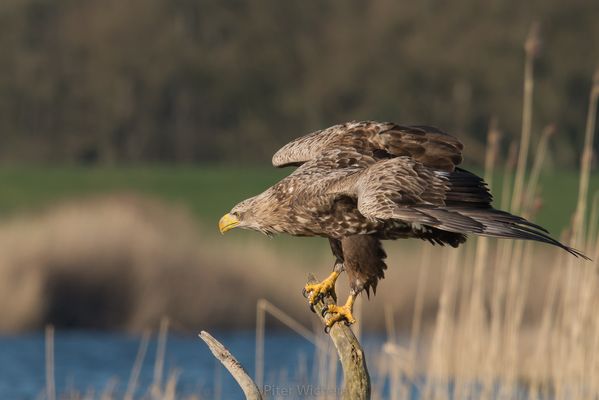 Bisschen angefressen wirkt der Seeadler.