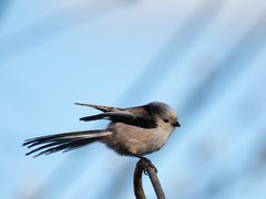 Bisschen Ausruhen vom Brutgeschäft