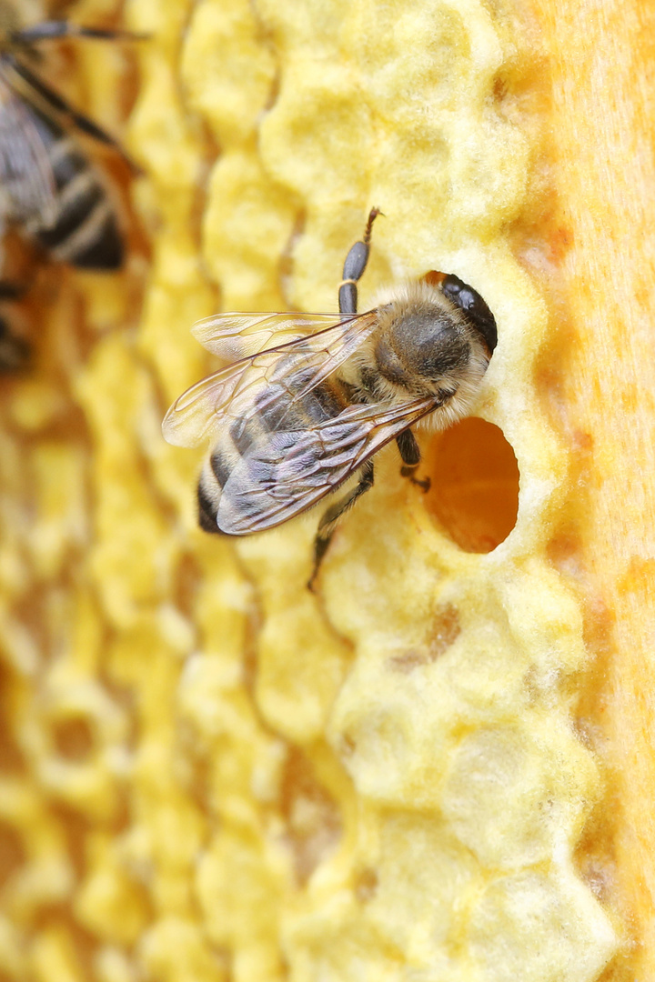 Bisschen Bienenwerbung