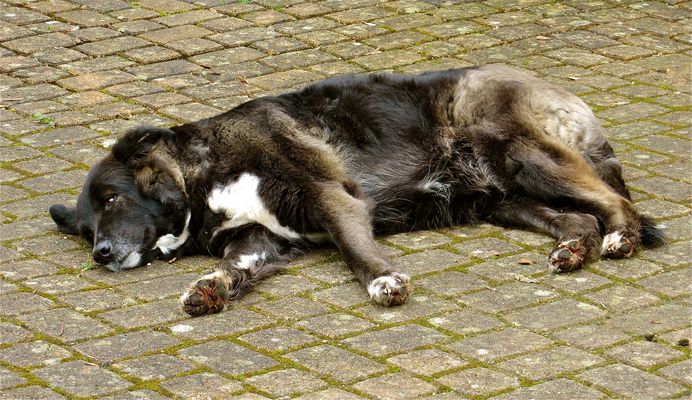 ... bißchen dösen !!!...