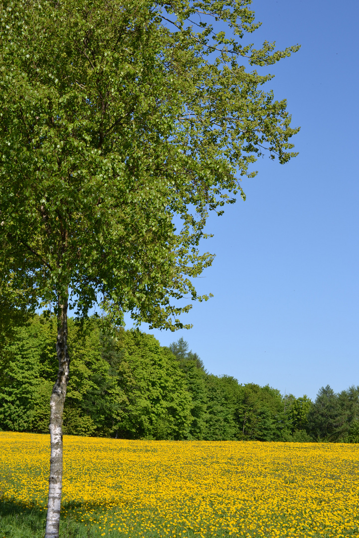 Bisschen Frühling