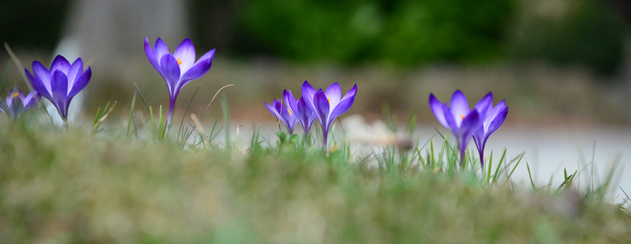 Bißchen Frühling.....