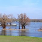 Bisschen viel Wasser im Rhein