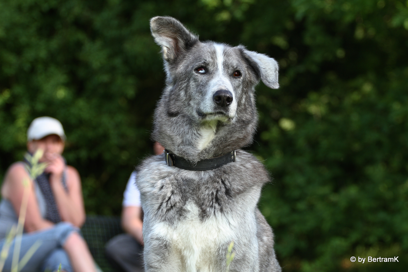 ...bisschen Wolfshund, bisschen Husky