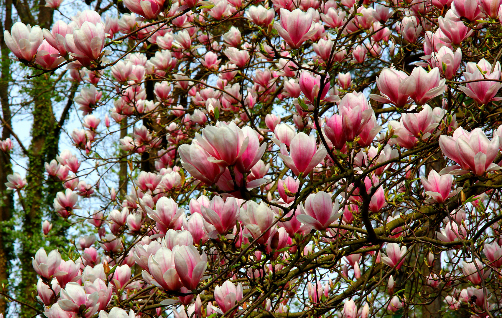 ..bissel frühling?? ;-)