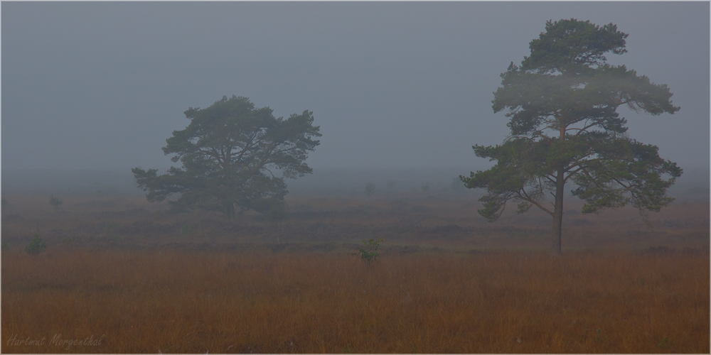 Bissendorfer Moor