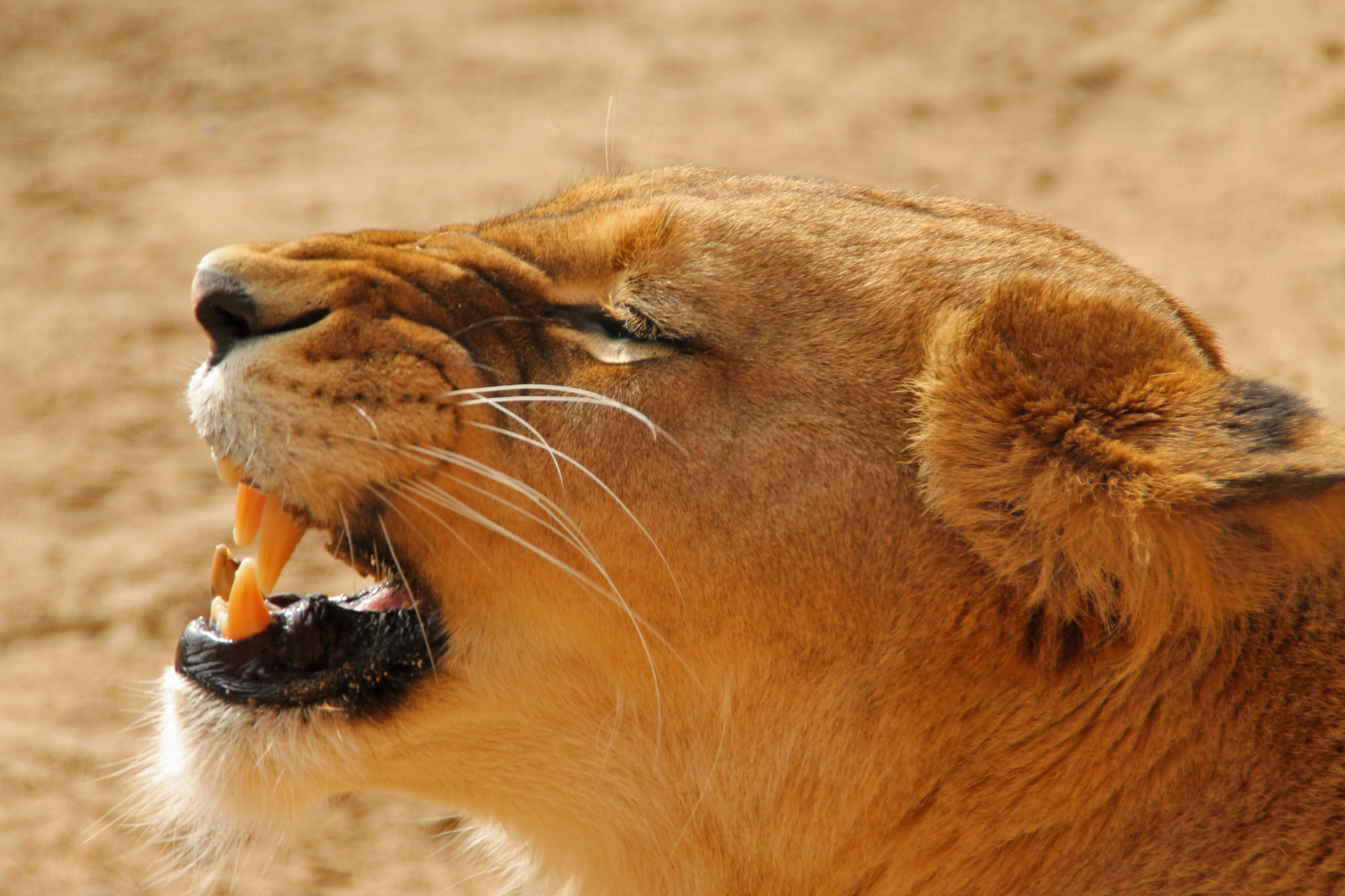 Bissig Foto & Bild tiere, wildlife, säugetiere Bilder auf