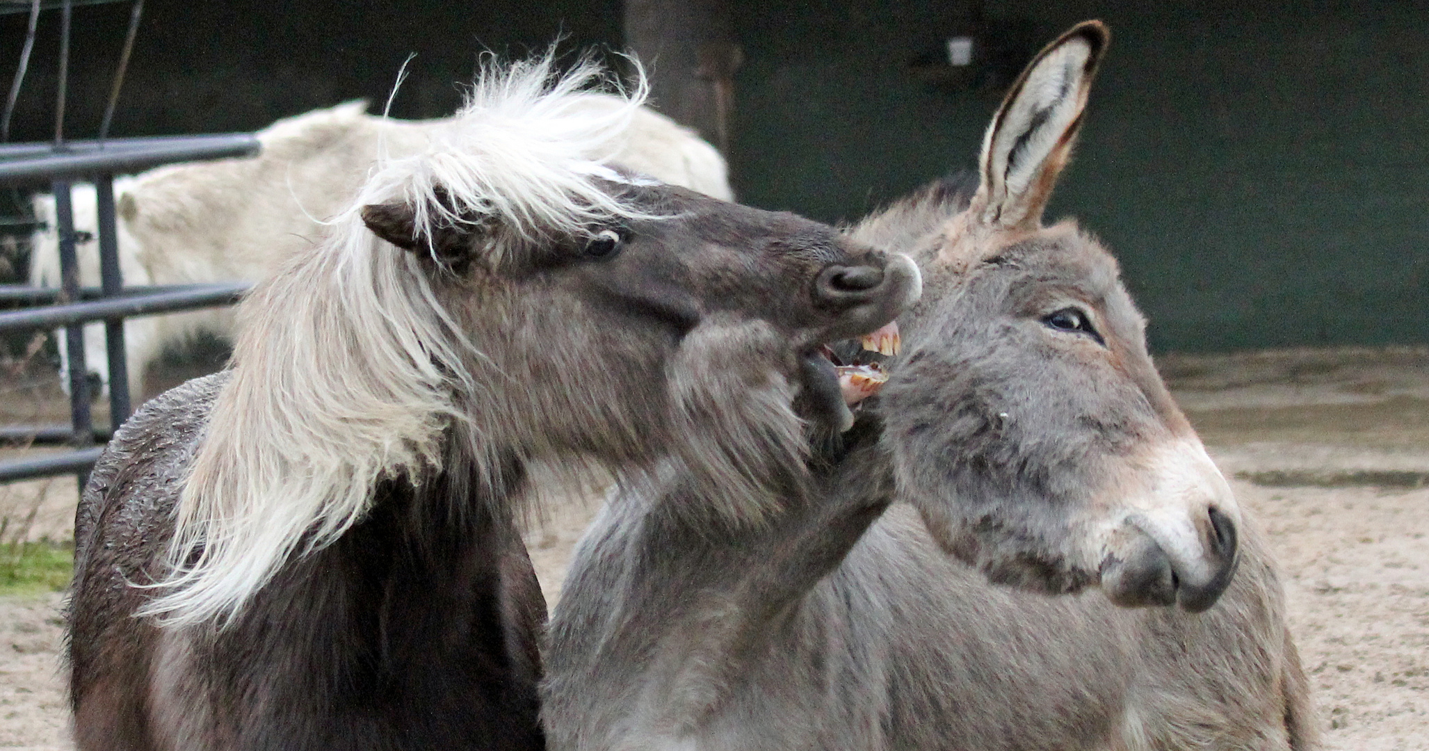 Bissig: Shetland-Pony (l.) / Thüringer-Waldesel