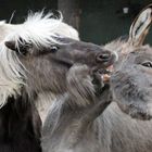 Bissig: Shetland-Pony (l.) / Thüringer-Waldesel