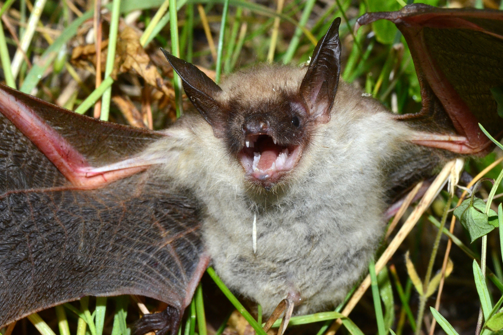 Bissige Fledermaus