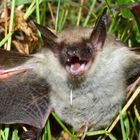 Bissige Fledermaus