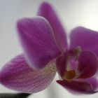 "Bissige" Orchidee