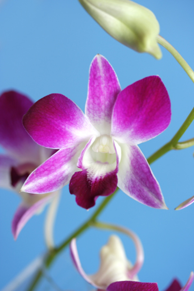 bissige Orchidee