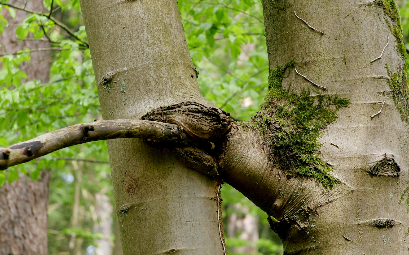 Bissiger Baum.