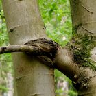 Bissiger Baum.