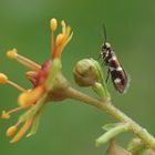 Bissiger Kleinschmetterling