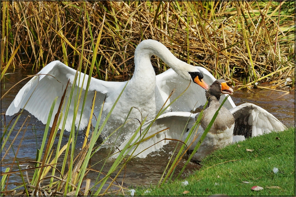 Bissiger Schwan