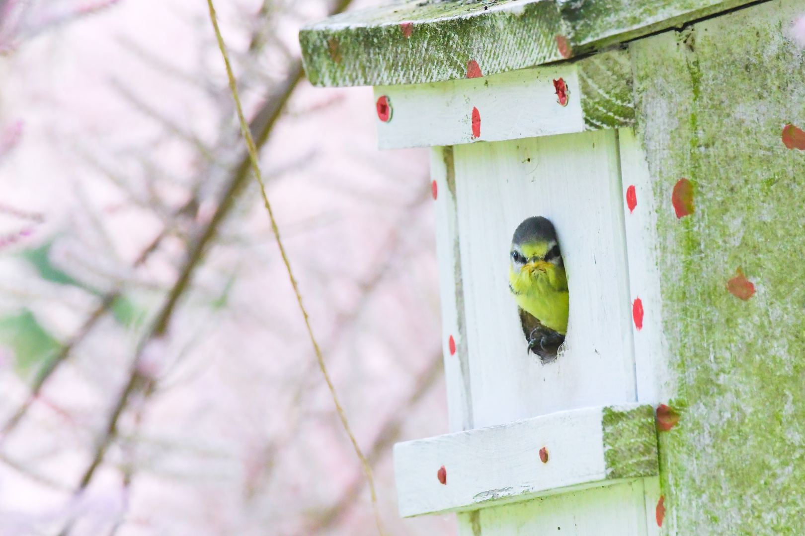 Bist du aber ein komischer Vogel!