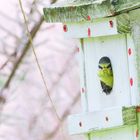 Bist du aber ein komischer Vogel!