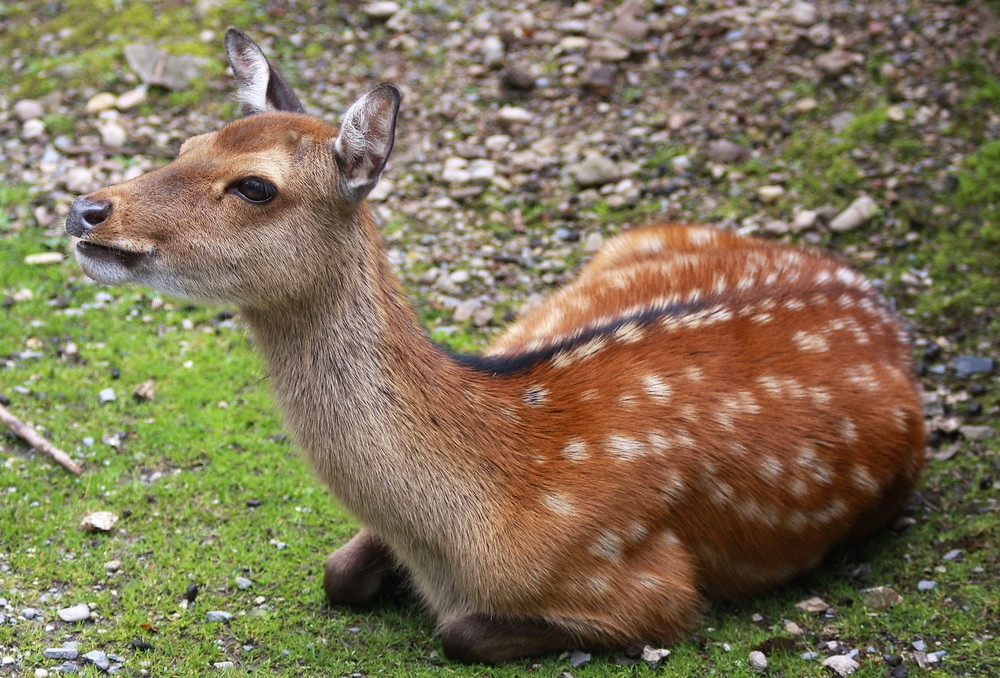 Bist du Bambi?