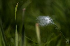 bist Du das Fähnlein im Wind oder willst Du nur einfach mal ruhen