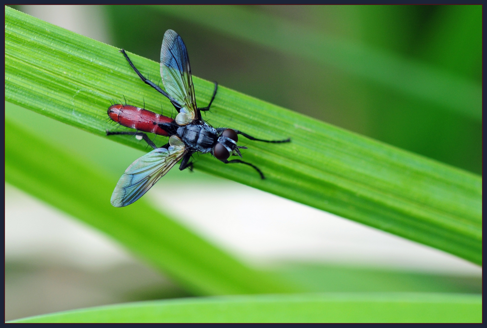 ?... Bist Du eine Fliege ...?