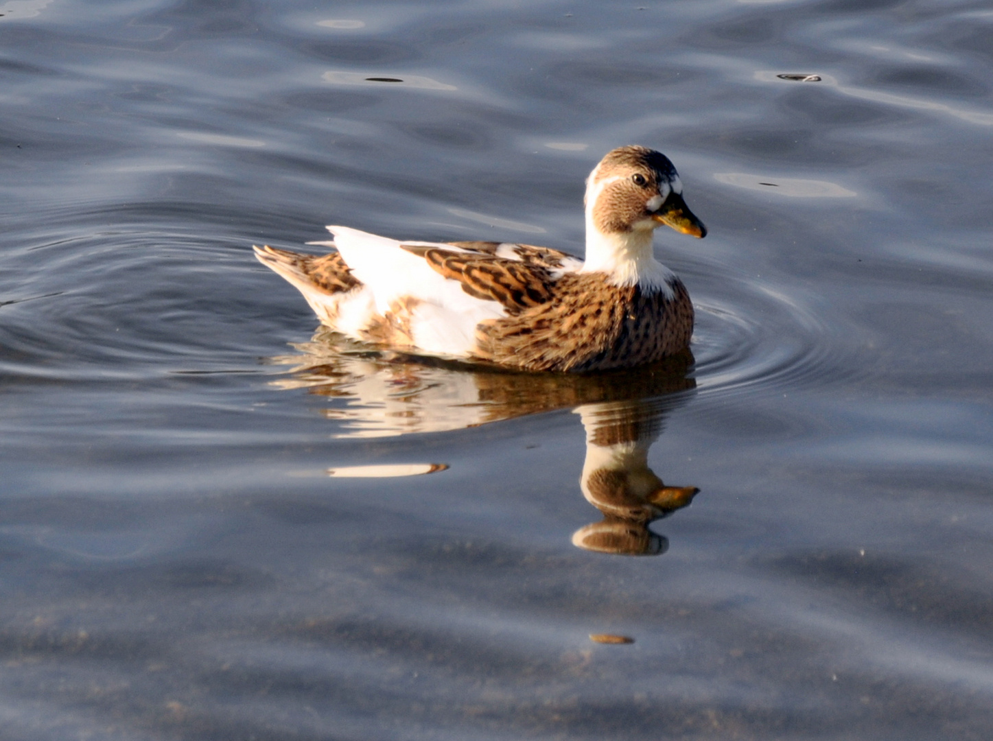 bist du Ente, oder was?