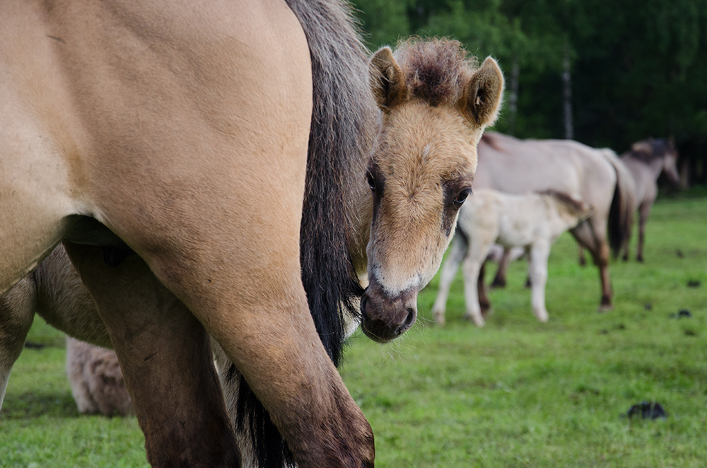 Bist Du Morgen auch beim Wildpferdefang?