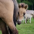 Bist Du Morgen auch beim Wildpferdefang?