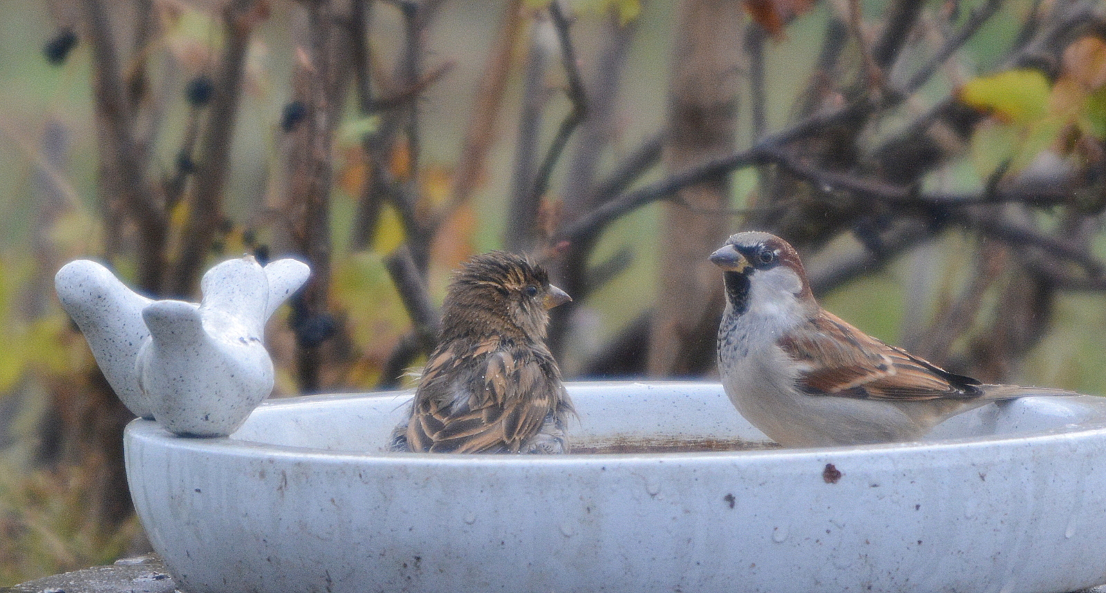 bist du wasserscheu?