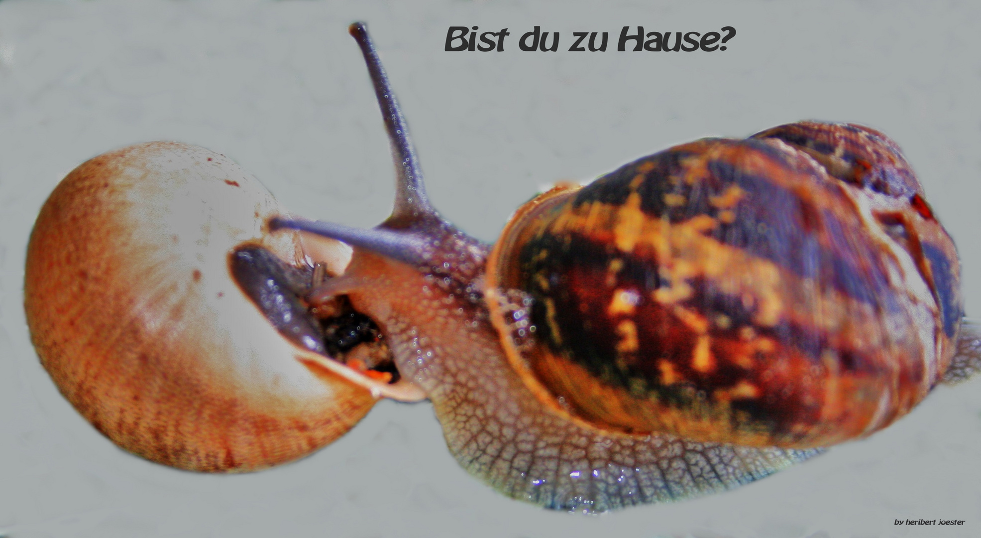 BIST DU ZU HAUSE ??