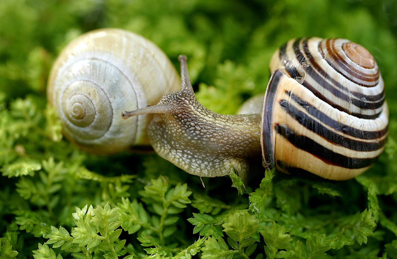 "Bist du zu Hause?" Foto & Bild natur, schneckenhaus