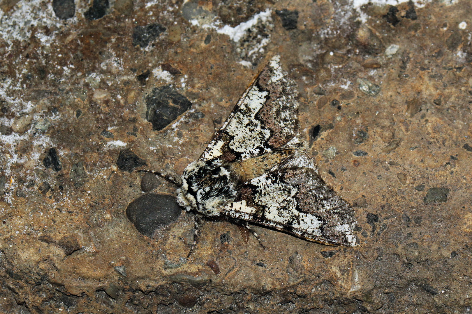 Biston strataria