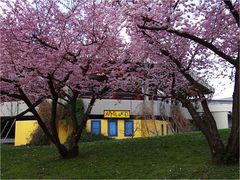 Bistro unter dem Blütenbogen