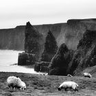 Bite of The Coast   --   Duncansby ©D5157_B.p05_3#1