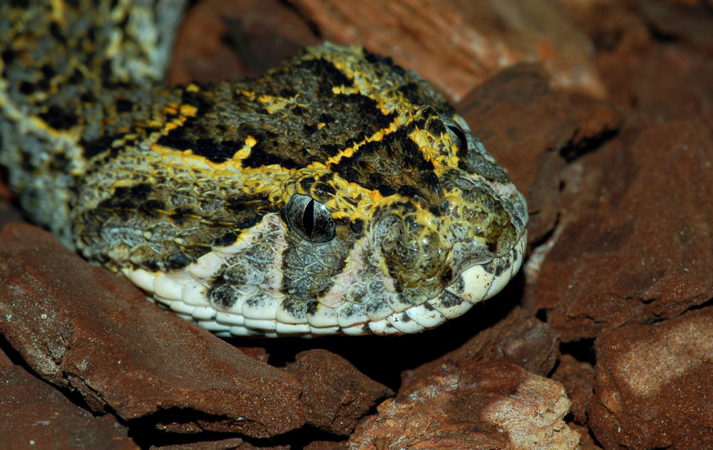 Bitis arietans Kongo