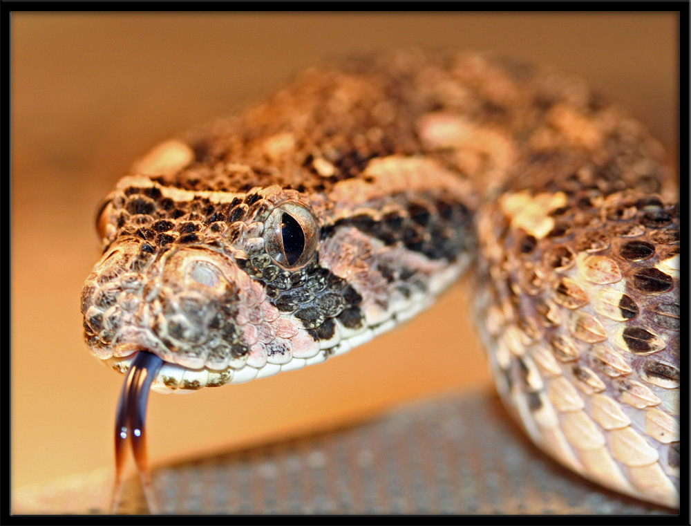 Bitis arietans (Süd Afrika)