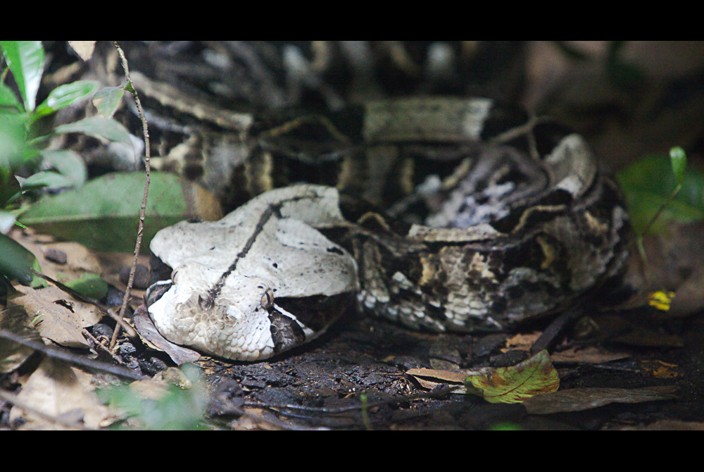 Bitis gabonica