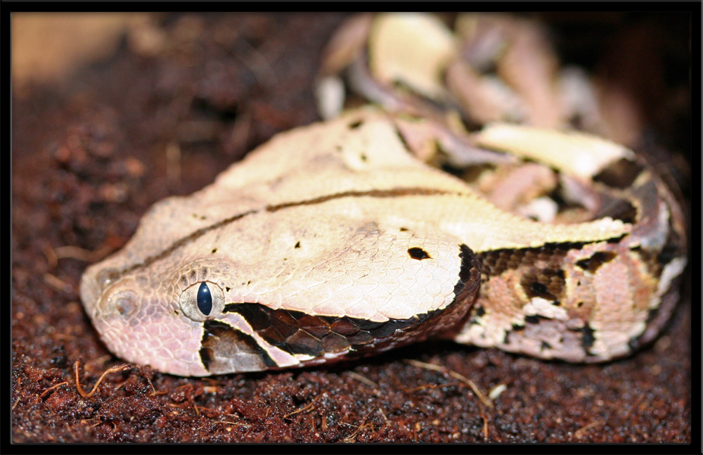 Bitis gabonica gabonica