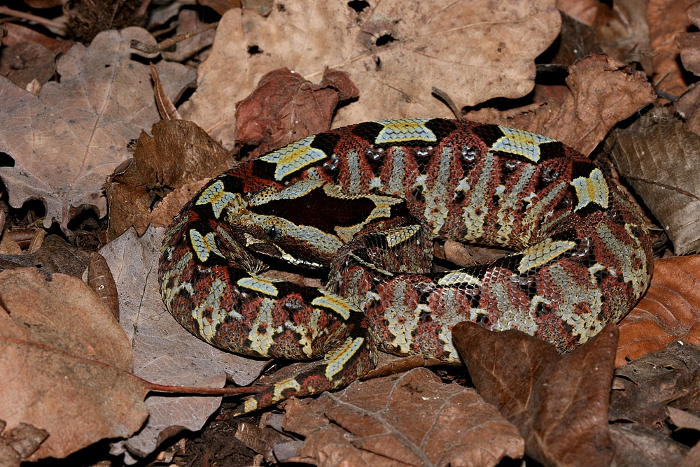 Bitis nasicornis